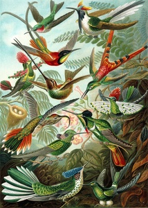 Colibríes · Haeckel